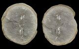 Unidentified Fossil Shrimp (Pos/Neg) - Mazon Creek #70616-1